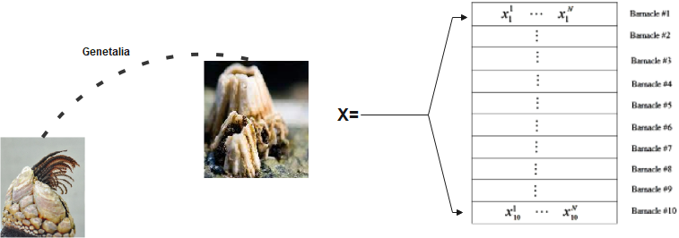 Mating of BMO having length of pl=10